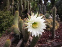 E. spachiana flower