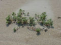 Seabeach amaranth (A. pumilus), an endangered species of amaranth