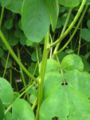 Stem