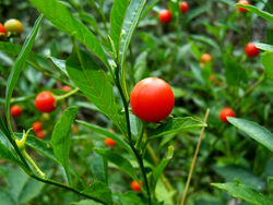 fruit of S. pseudocapsicum