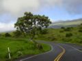 A Chinaberry tree at Keokea, Maui, Hawaii. Forest & Kim Starr, USGS