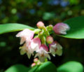 Symphoricarpos albus flowers
