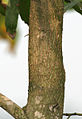Trunk
