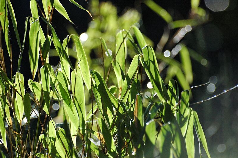 File:1024px-2007-03-03 (1) Bamboo, Bambus, Fargesia murielae.JPG