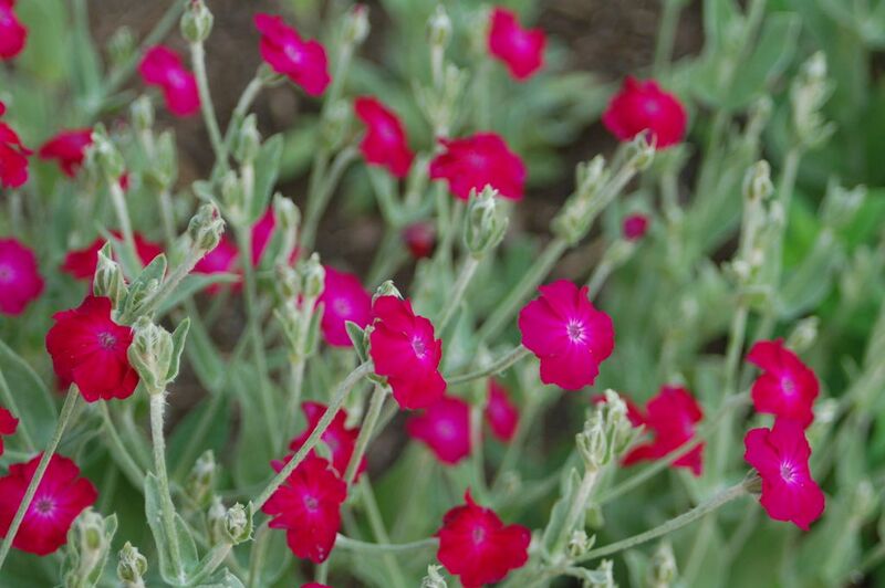 File:1024px-2009 6-2 Rose campion 78.JPG