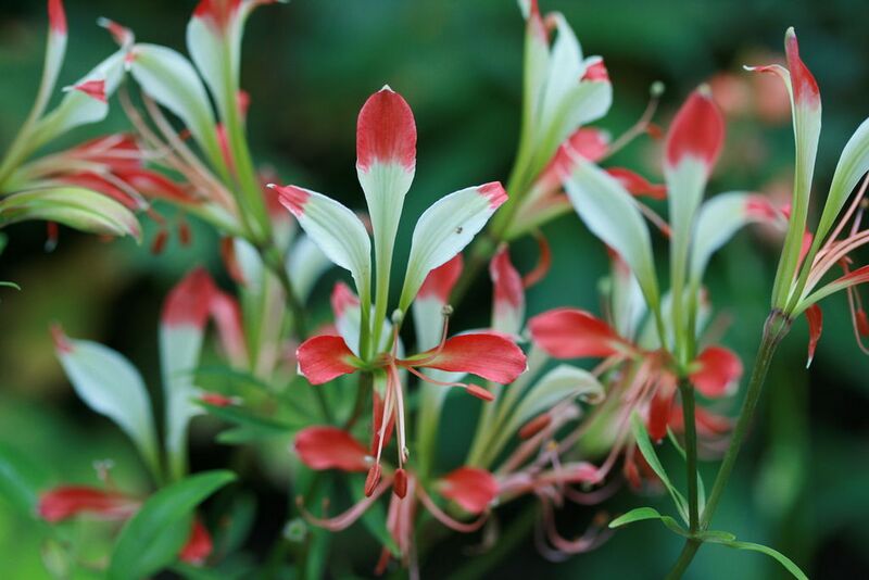 File:1024px-Alstroemeria caryphyllaea II-4060.jpg