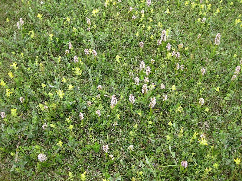 File:1024px-Dactylorrhiza fuchsii & Rhinanthus minor.jpg