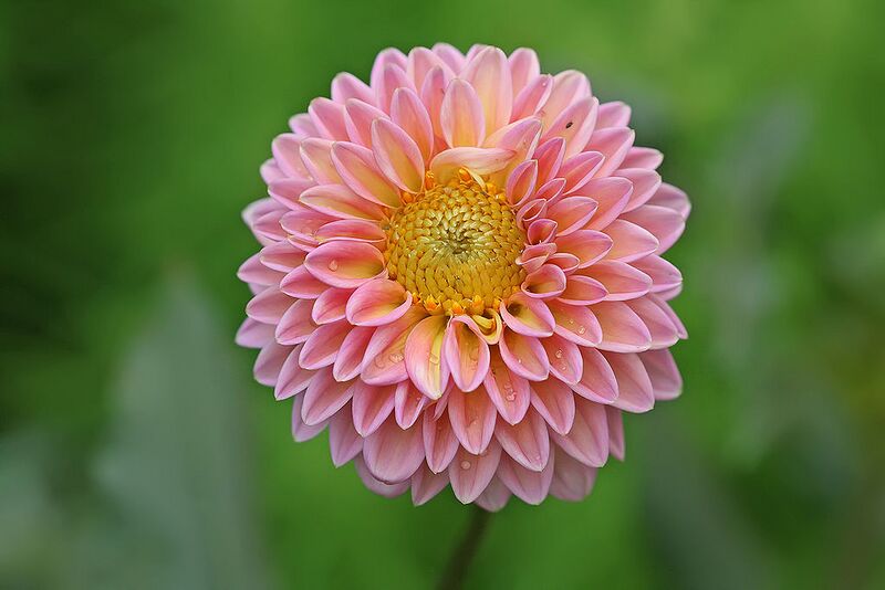 File:1024px-Dahlia x hybrida.jpg