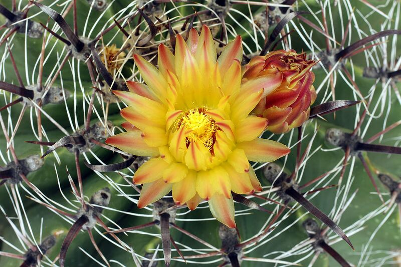 File:1280px-Ferocactus wislizenii in bloom.jpg