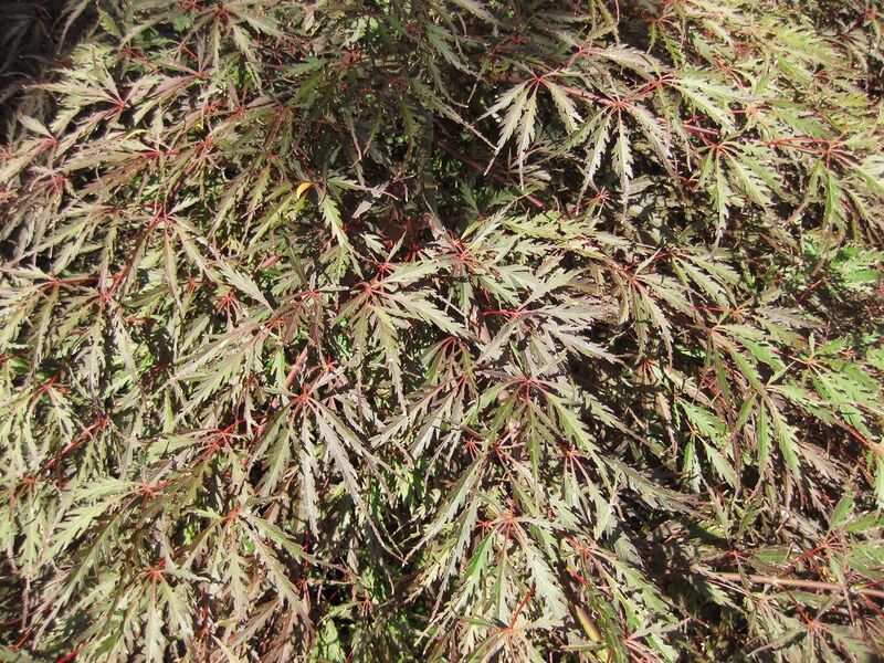 File:1280px-IMG 0054 nybg09.jpg