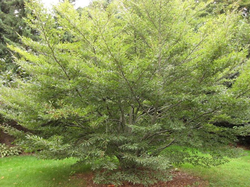 File:1280px-IMG 1404 bbg09.jpg