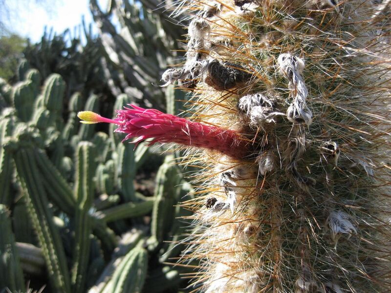 File:1280px-IMG 2496 hunt0903.jpg