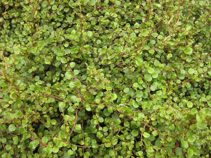 File:1280px-IMG 4007 hunt0904.jpg