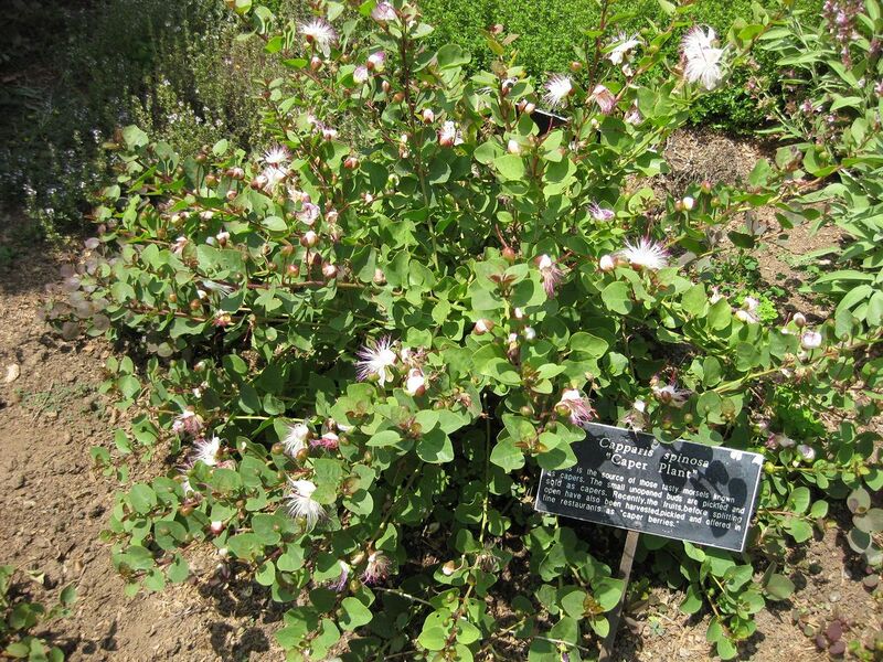 File:1280px-IMG 7661 hunt09jun.jpg