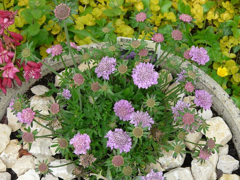 File:1280px-Scabiosa columbaria (1).JPG