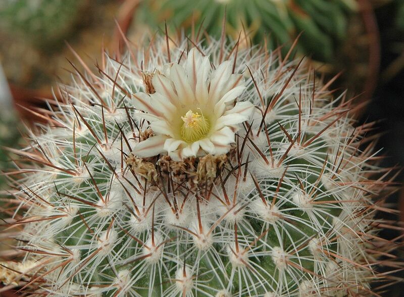 File:1280px-Stenocactus lloydii flower.jpg