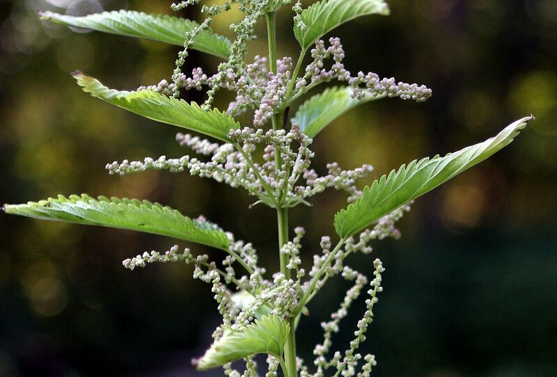 File:1280px-Urtica flowers.JPG