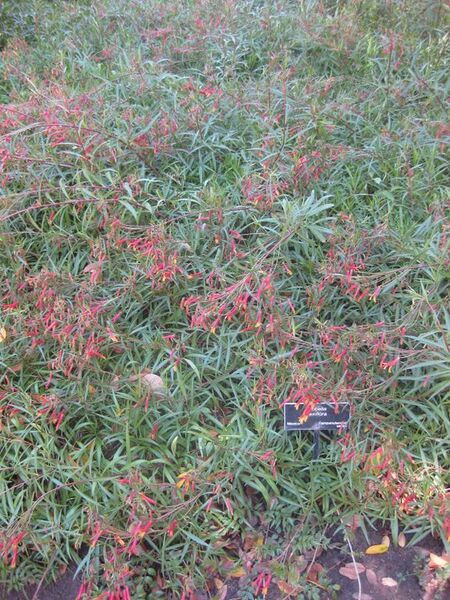 File:576px-IMG 1979 hunt0903.jpg