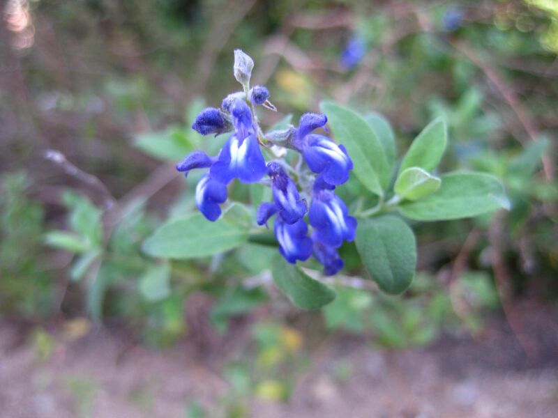 File:8s3gdjl3byw8gztbxgnn42z2jpmp7p4.jpg
