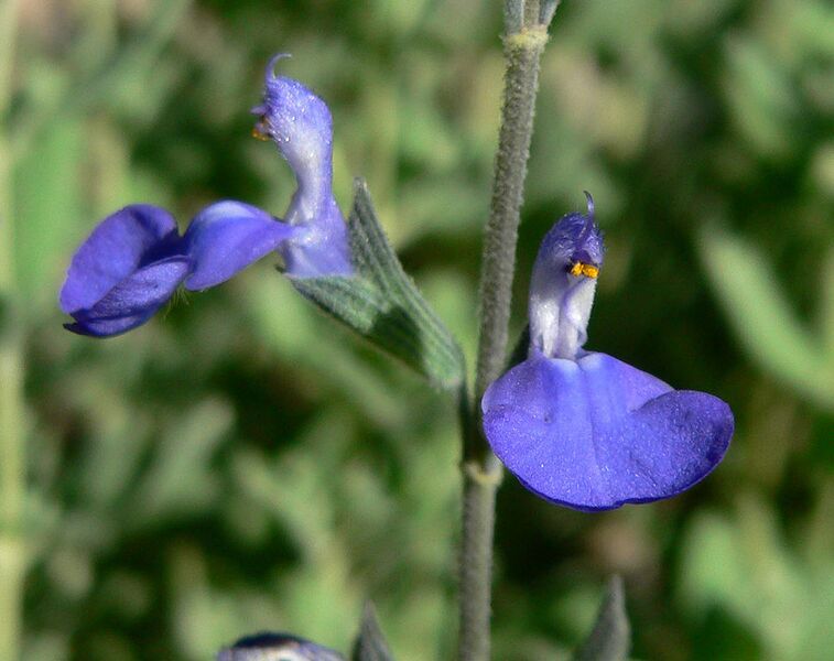 File:969px-Salvia chamaedryoides 5.jpg