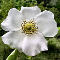 Thumbnail for version as of 05:44, 12 May 2007