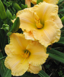 Hybrid daylily 'Tom Collins'