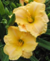 Thumbnail for version as of 05:38, 20 February 2008