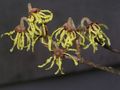 Close up of Hamamelis sp. flowers, Menai Bridge, Wales.