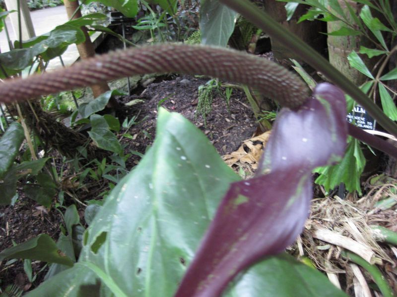 File:IMG 1096 bbg09.jpg