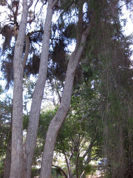 File:IMG 2575 ucla09.jpg