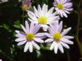 Thumbnail for version as of 10:16, 9 August 2007