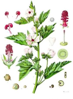 Marshmallow (Althaea officinalis)