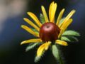Inflorescence and involucral bracts