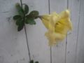 Solandra grandiflora