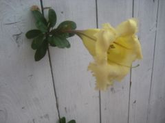 Chalice Vine peeking out of fence