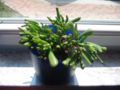 Cultivar 'Gollum'