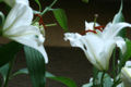 (white Lily)