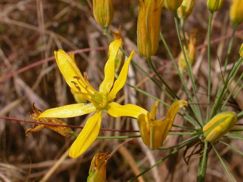 File:1024px-Bloomeria crocea 2003-05-19.jpg