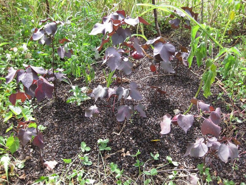 File:1024px-IMG 0620 bbg09.jpg