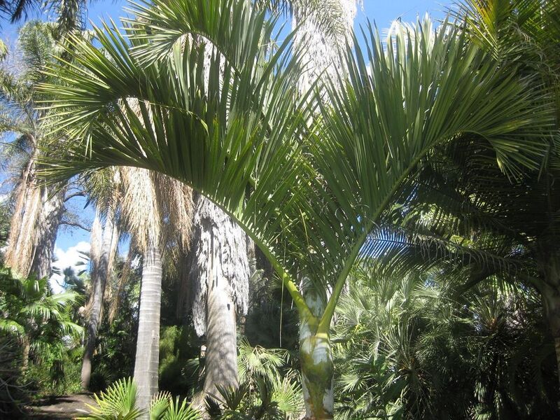 File:1024px-IMG 2096 hunt0903.jpg