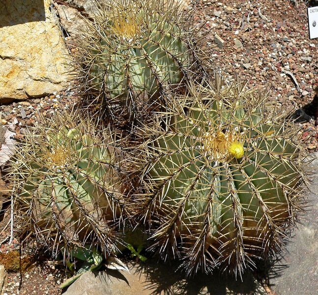 File:1105px-Ferocactus glaucescens 1.jpg