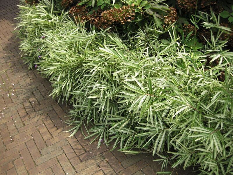 File:1280px-IMG 0826 bbg09.jpg