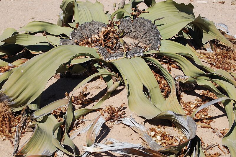 File:1280px-Welwitschia mirabilis S&J8.jpg