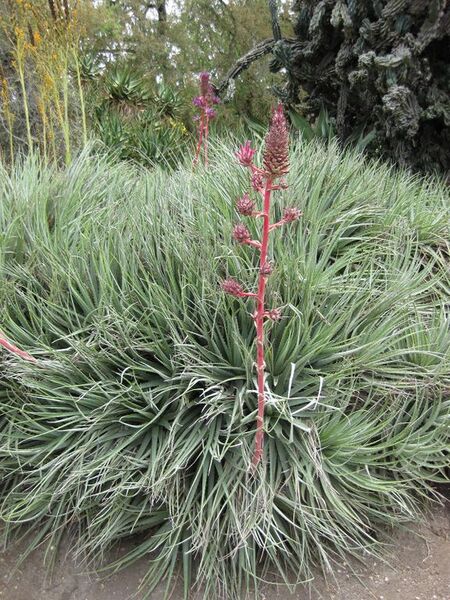 File:576px-IMG 7399 hunt09jun.jpg