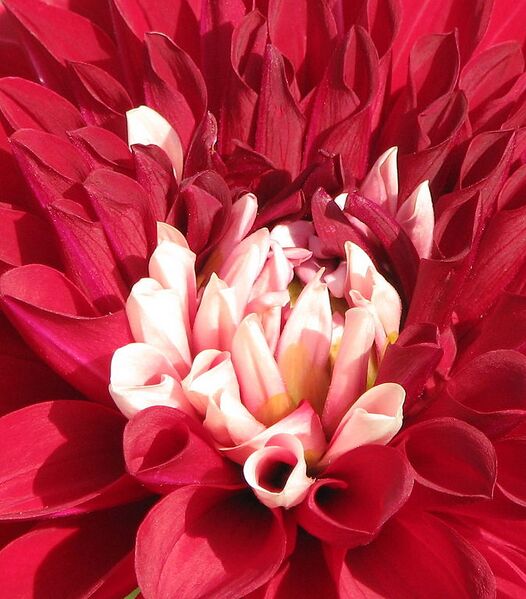File:674px-Double dahlia.JPG