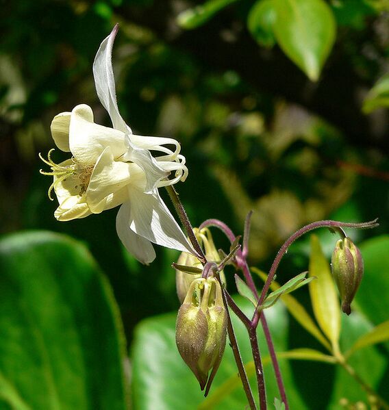 File:728px-Aquilegia fragrans 2.jpg