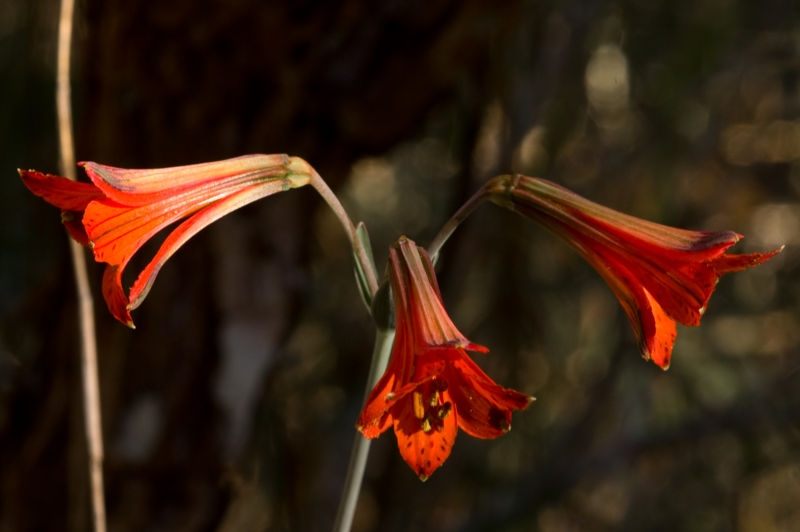 File:Alstroemeria gardneri-257.jpg