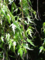 Betula pendula Laciniata