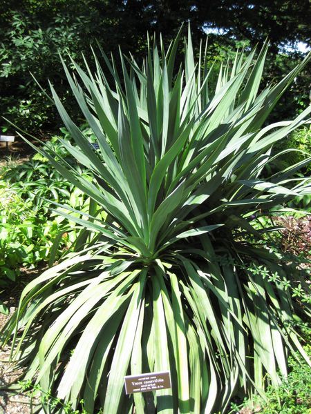 File:IMG 0272 nybg09.jpg
