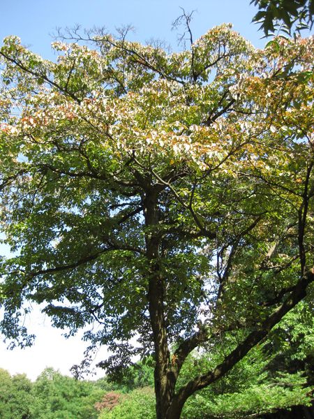 File:IMG 0339 nybg09.jpg